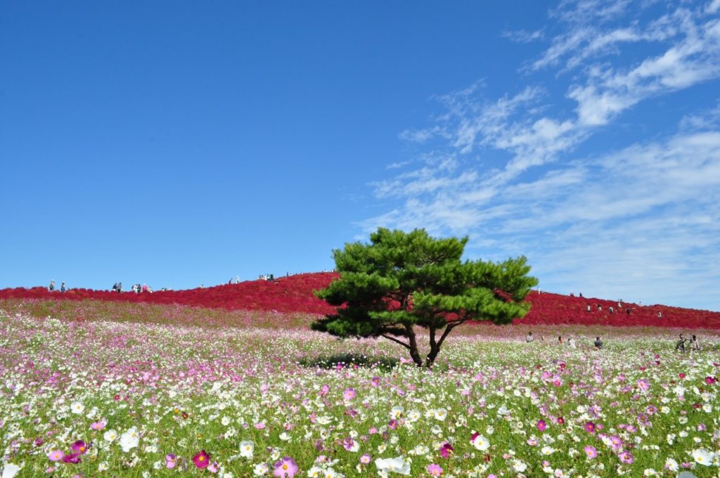 68c847ef4c779519bf9ce5f1c2311aa9